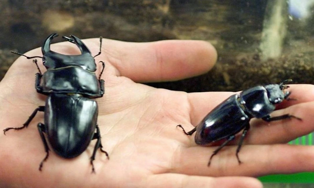 Besouro por Reprodução