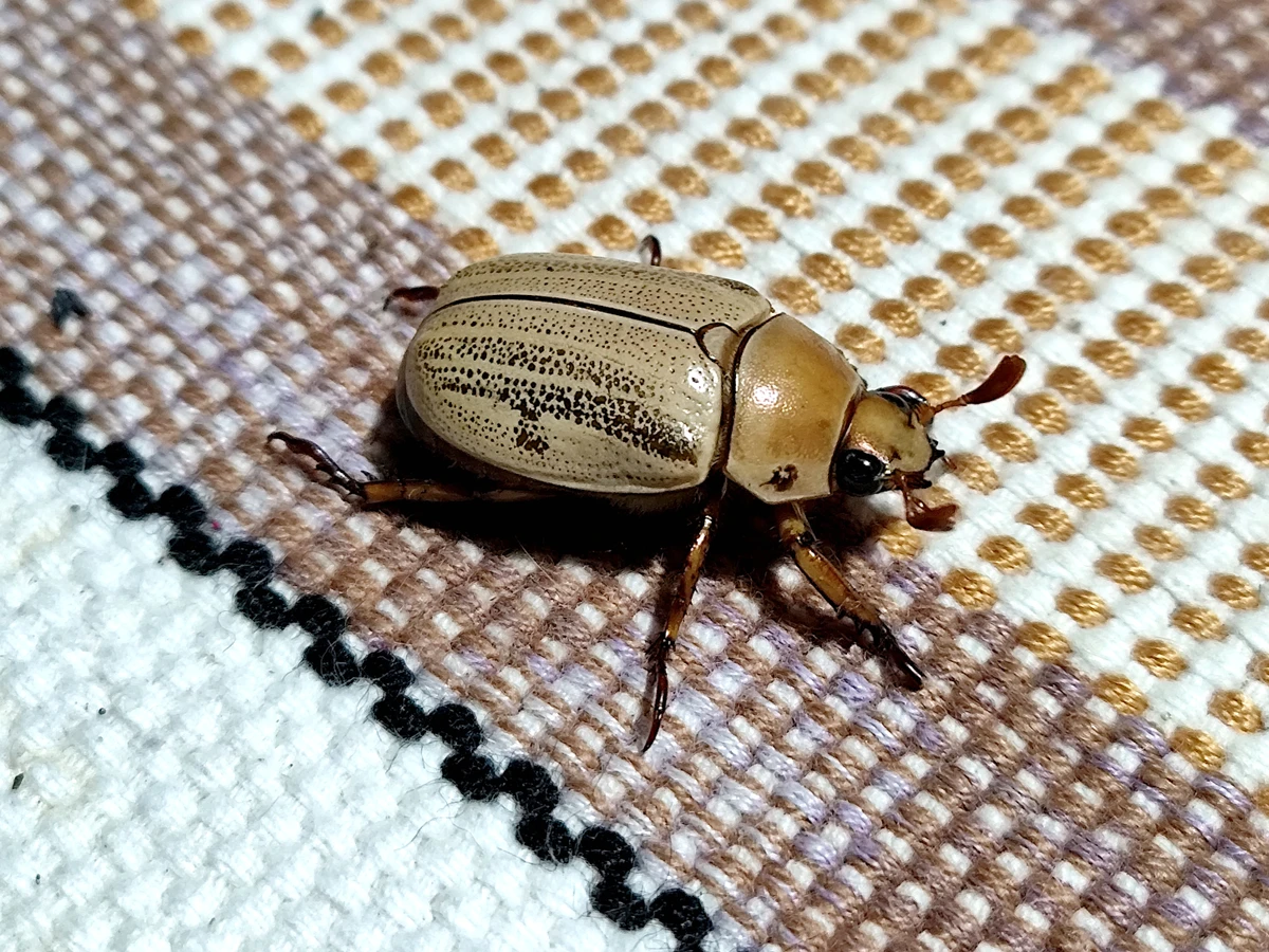 Besouro por Reprodução