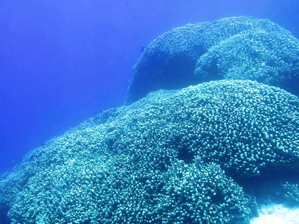 Coral da espécie Pavona clavus por Reprodução