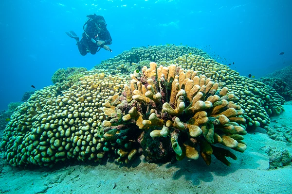 Coral da espécie Pavona clavus por Reprodução