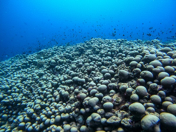 Coral da espécie Pavona clavus por Reprodução