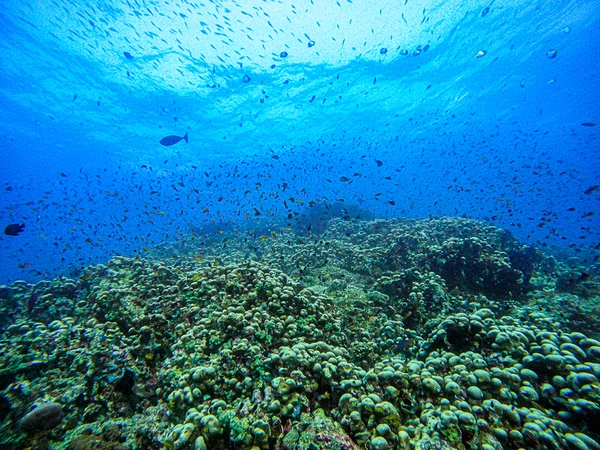 Coral da espécie Pavona clavus por Reprodução