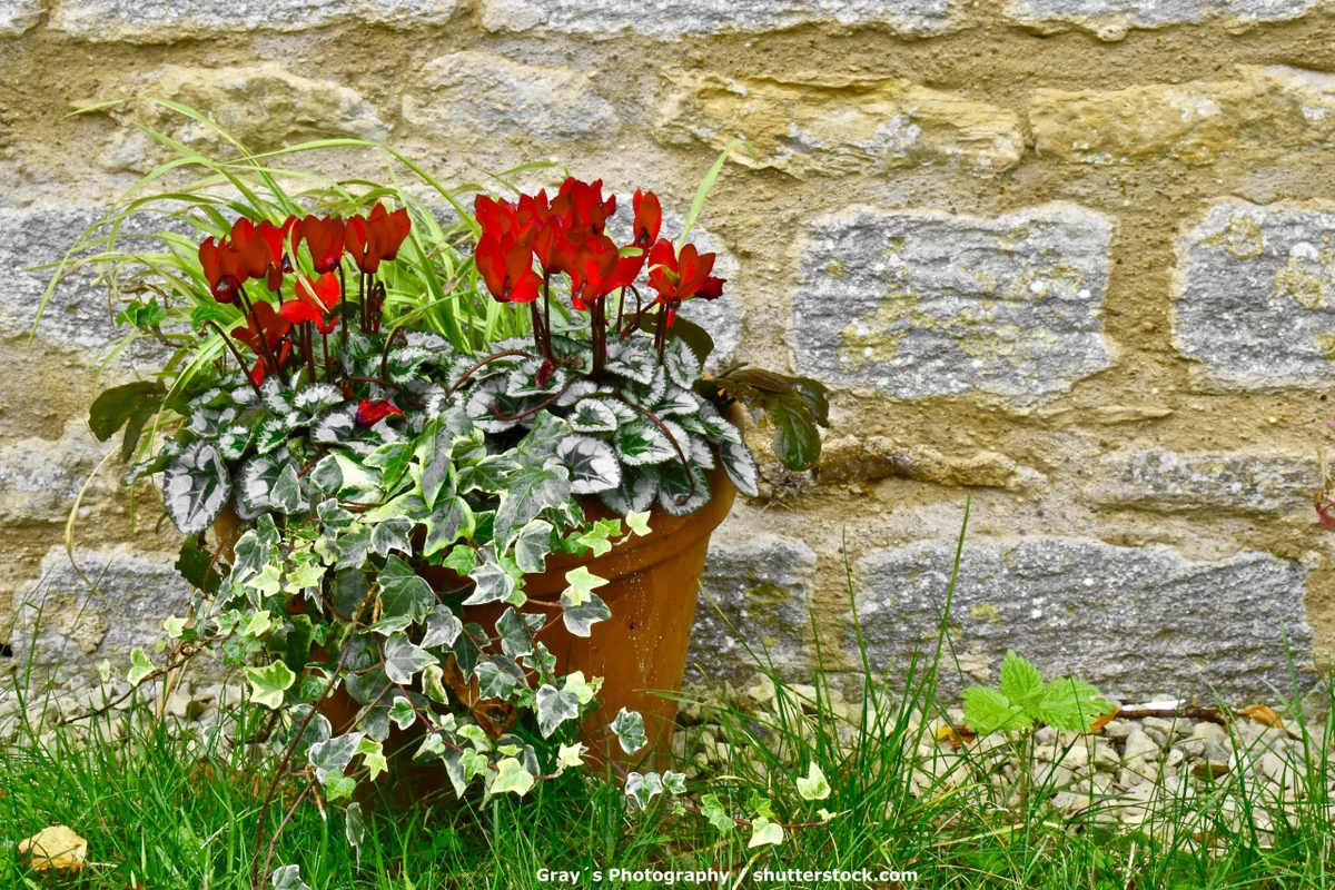 Dia de Finados por Shutterstock