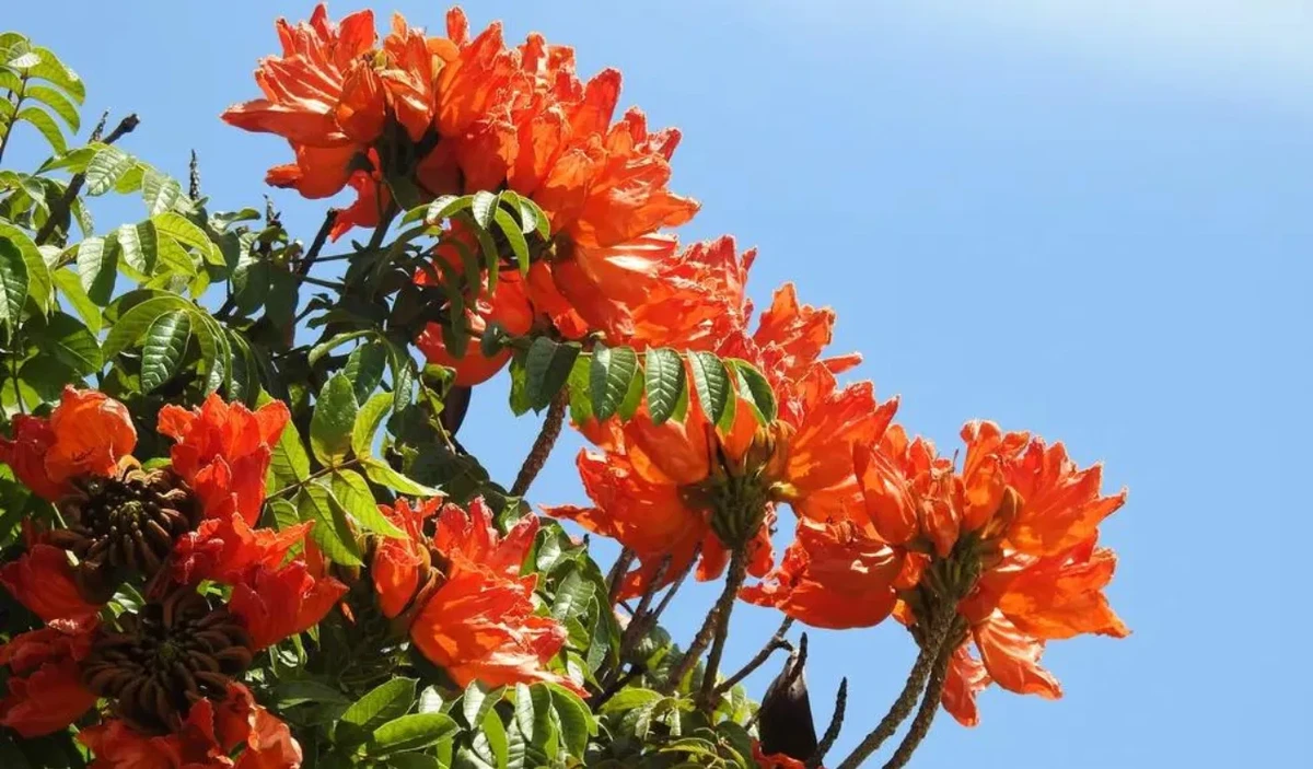 Espatódea  por Reprodução