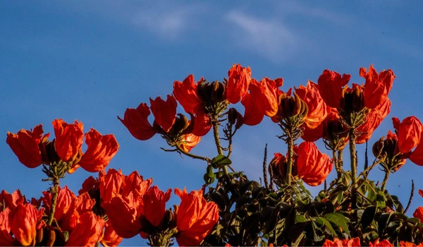 Espatódea  por Reprodução