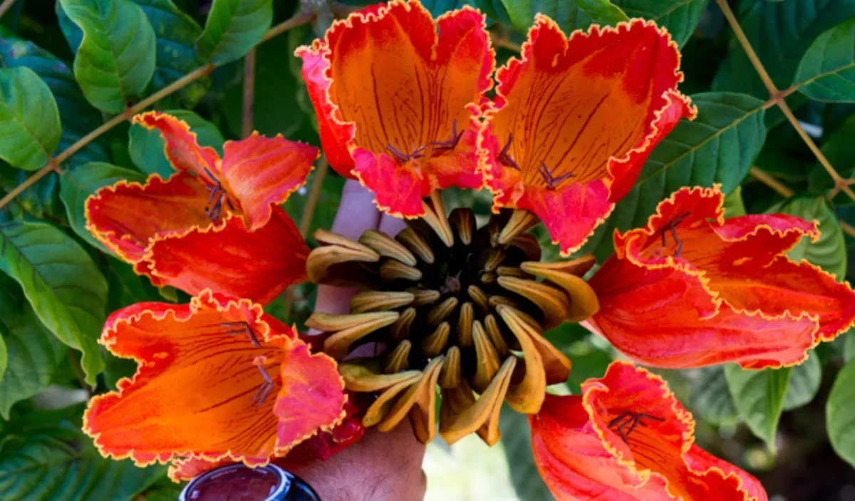 Espatódea  por Reprodução