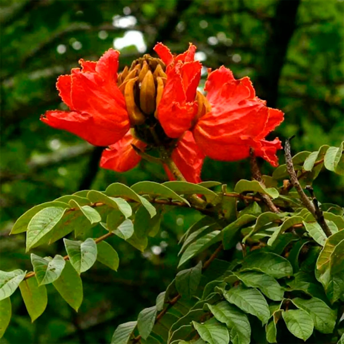 Espatódea  por Reprodução