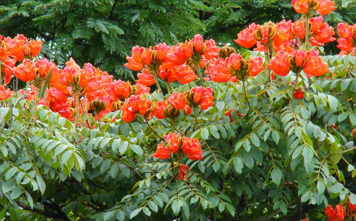 Espatódea  por Reprodução