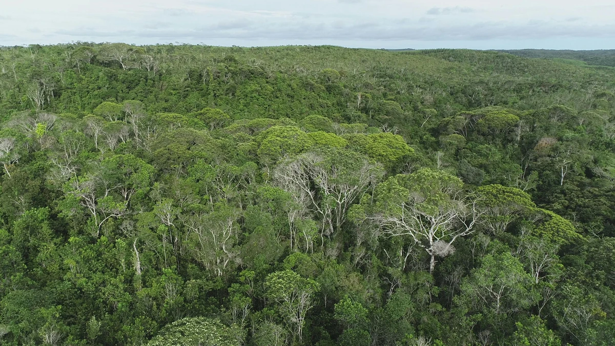 Área de proteção sob os cuidados da Bracell na Bahia por Divulgação/Gleison Resende
