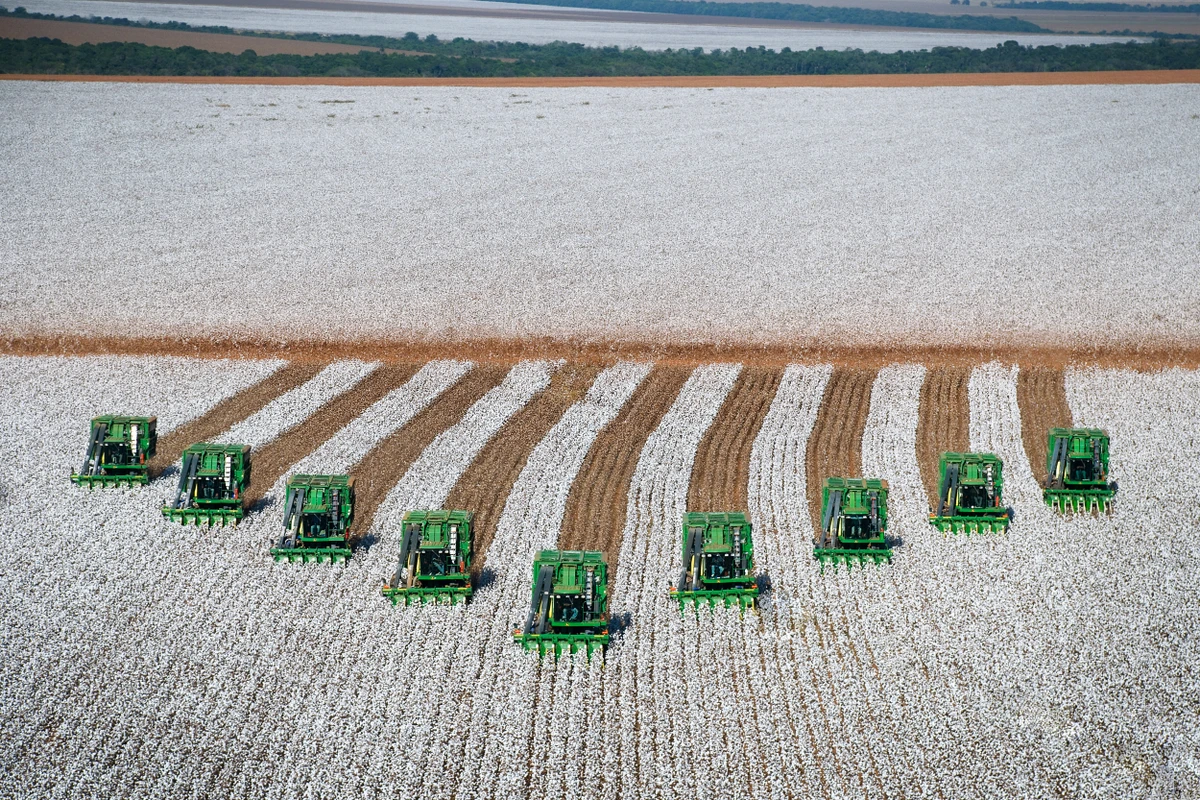 Bahia é segundo maior produtor de algodão do país e se destaca por qualidade por Divulgação