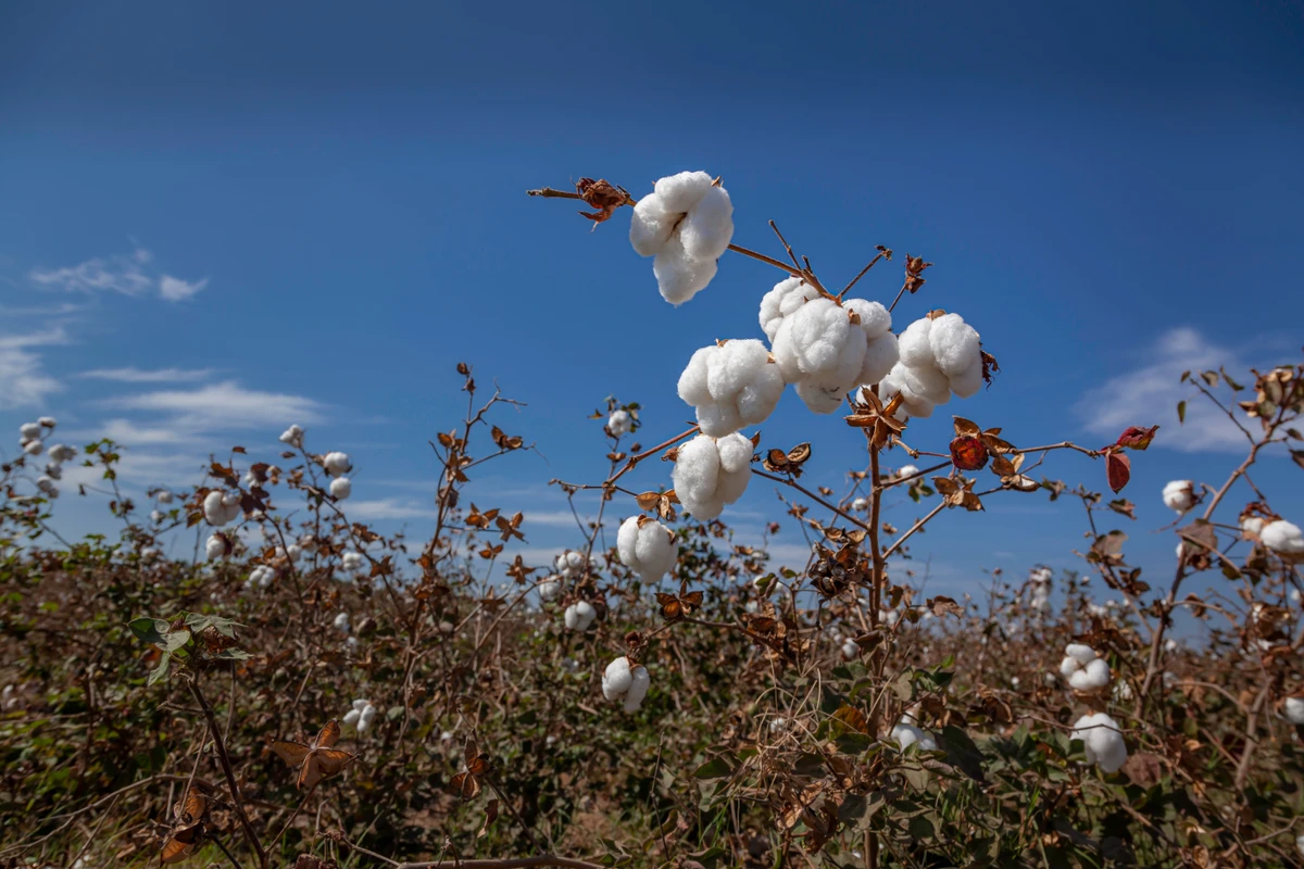 Bahia é segundo maior produtor de algodão do país e se destaca por qualidade por Divulgação