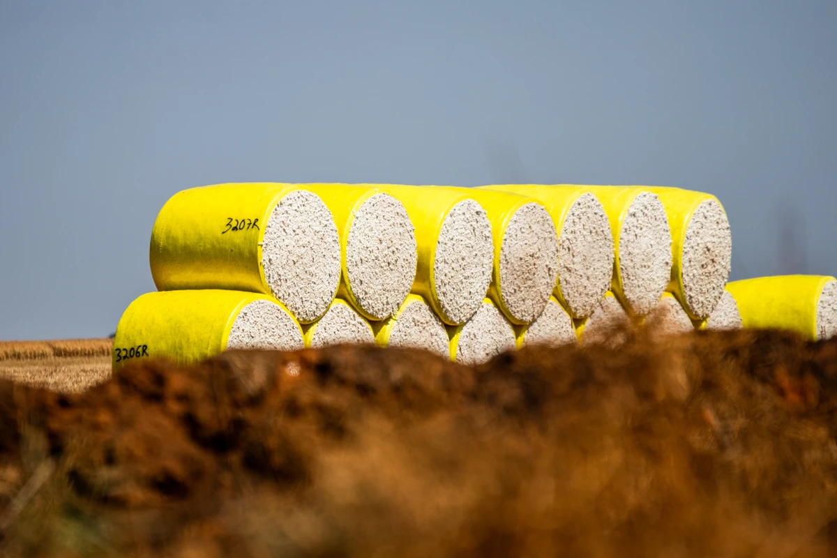 Bahia é segundo maior produtor de algodão do país e se destaca por qualidade por Divulgação