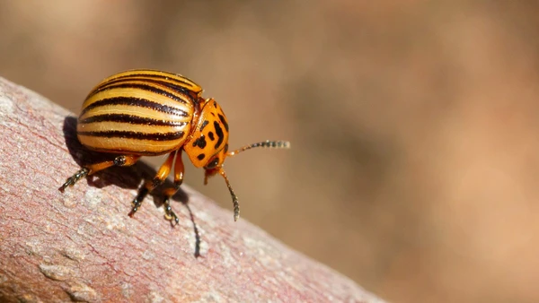 Pesquisadores descobriram que o comportamento sexual dos besouros muda conforme a proporção de fêmeas