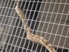 Imagem - Cobra é encontrada no metrô de Salvador