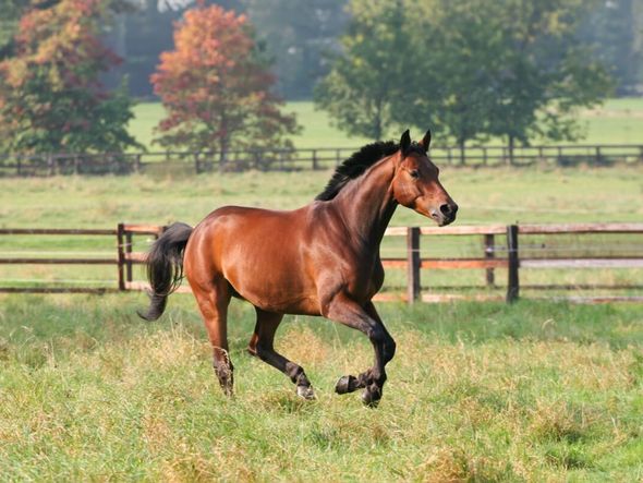 Imagem - 7 curiosidades interessantes sobre os cavalos
