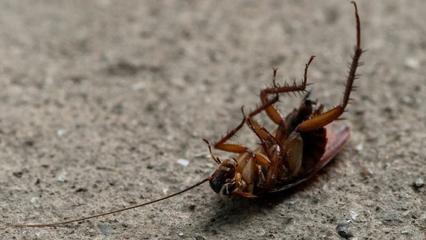 Especialistas alertam para o aparelho doméstico preferido das baratas — e que você usa todos os dias
