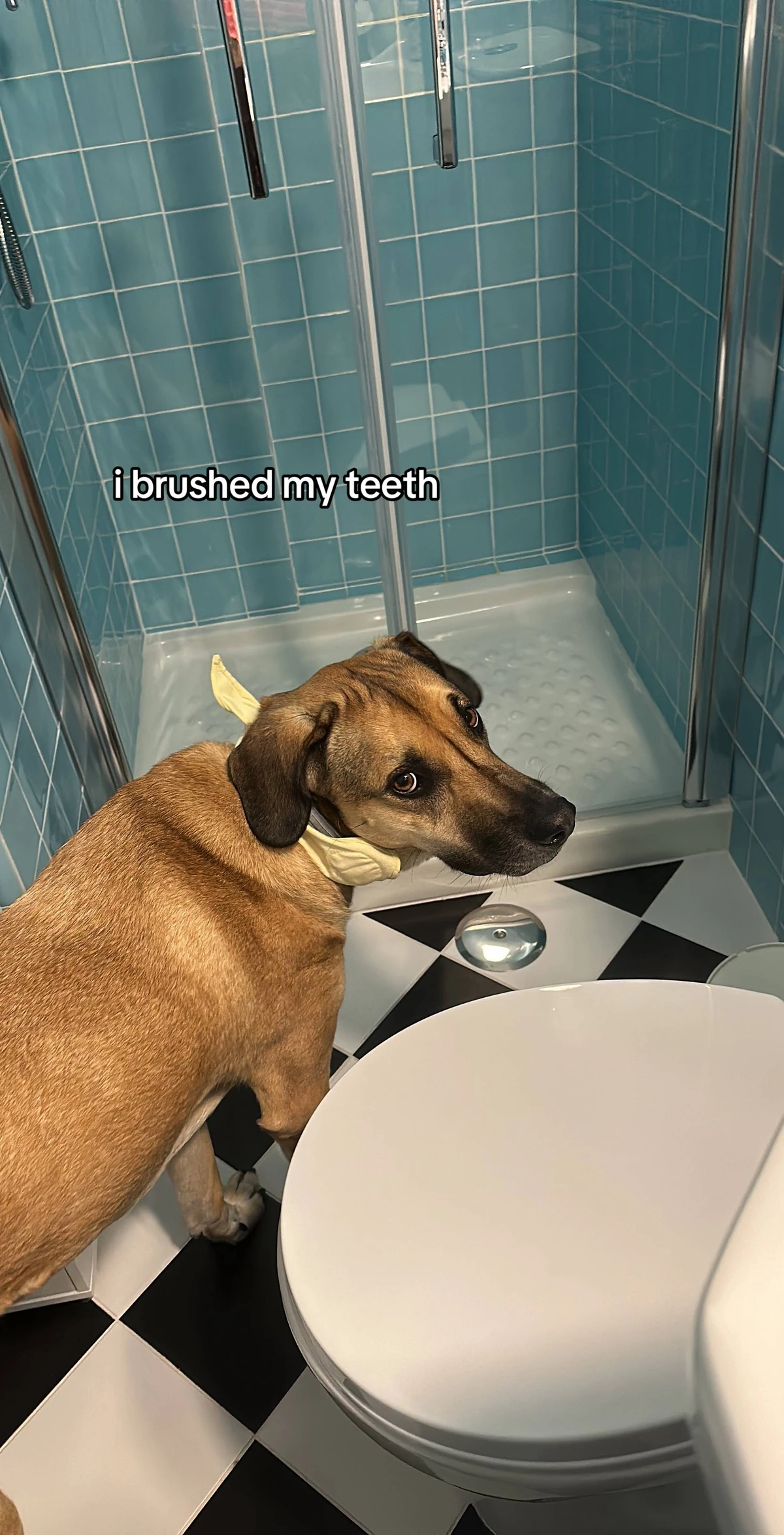 Inês e Goulash por Reprodução/TikTok