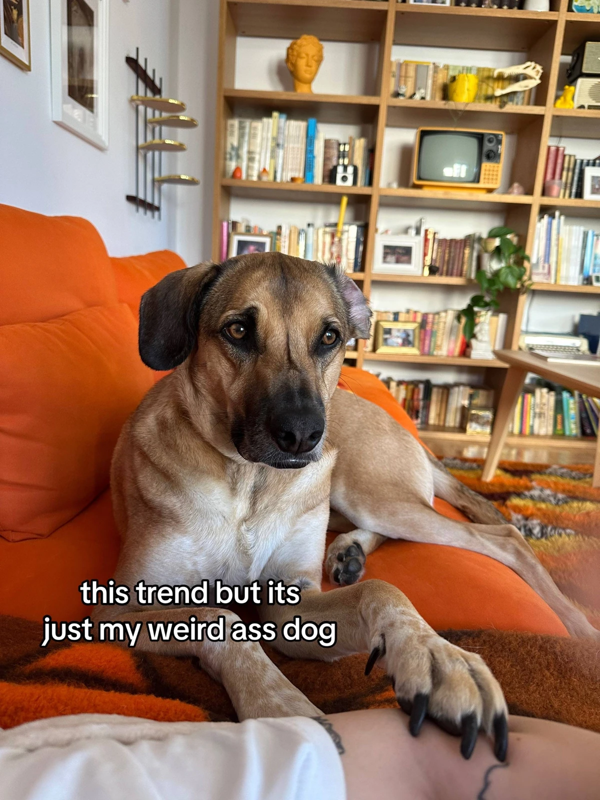 Inês e Goulash por Reprodução/TikTok