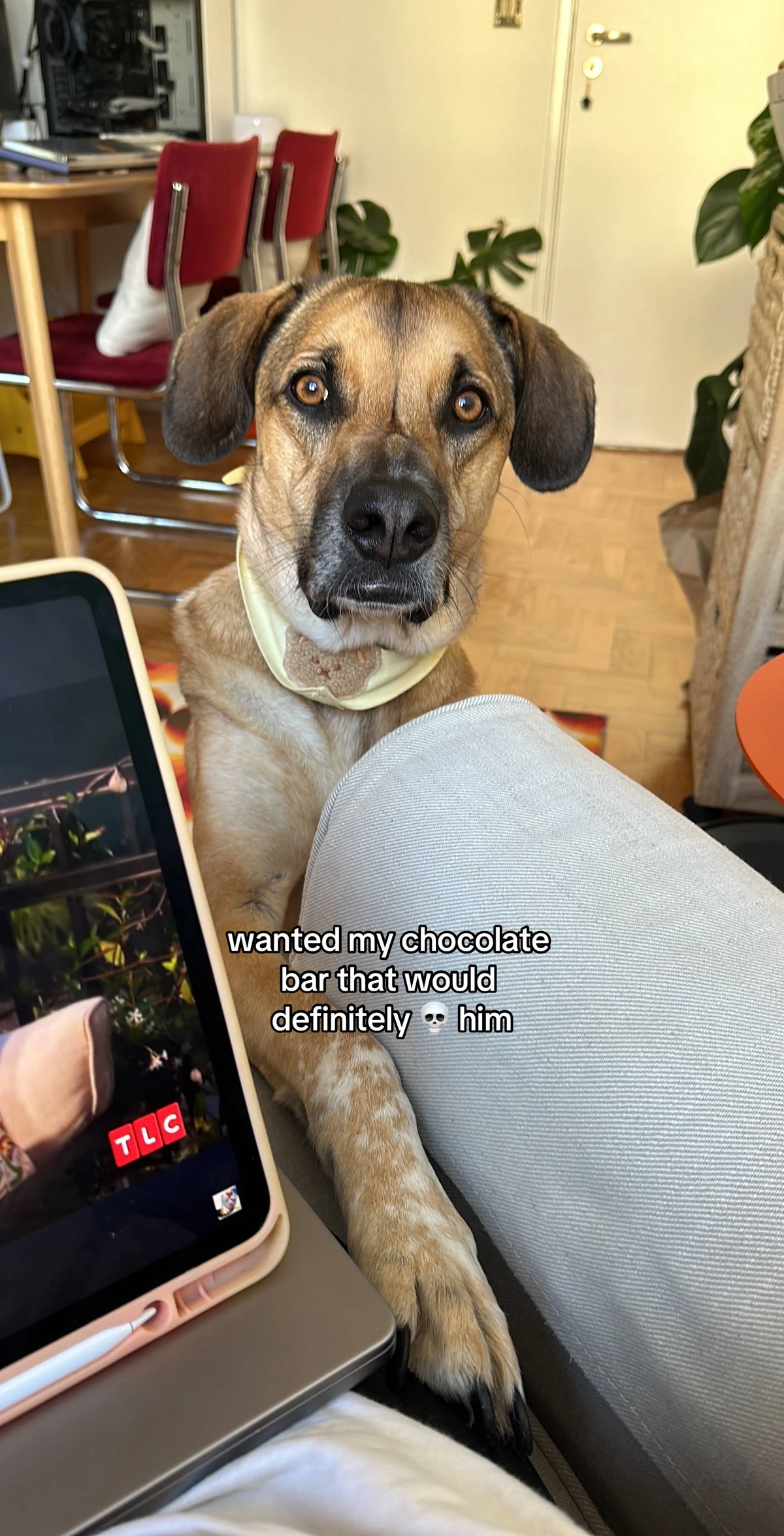 Inês e Goulash por Reprodução/TikTok