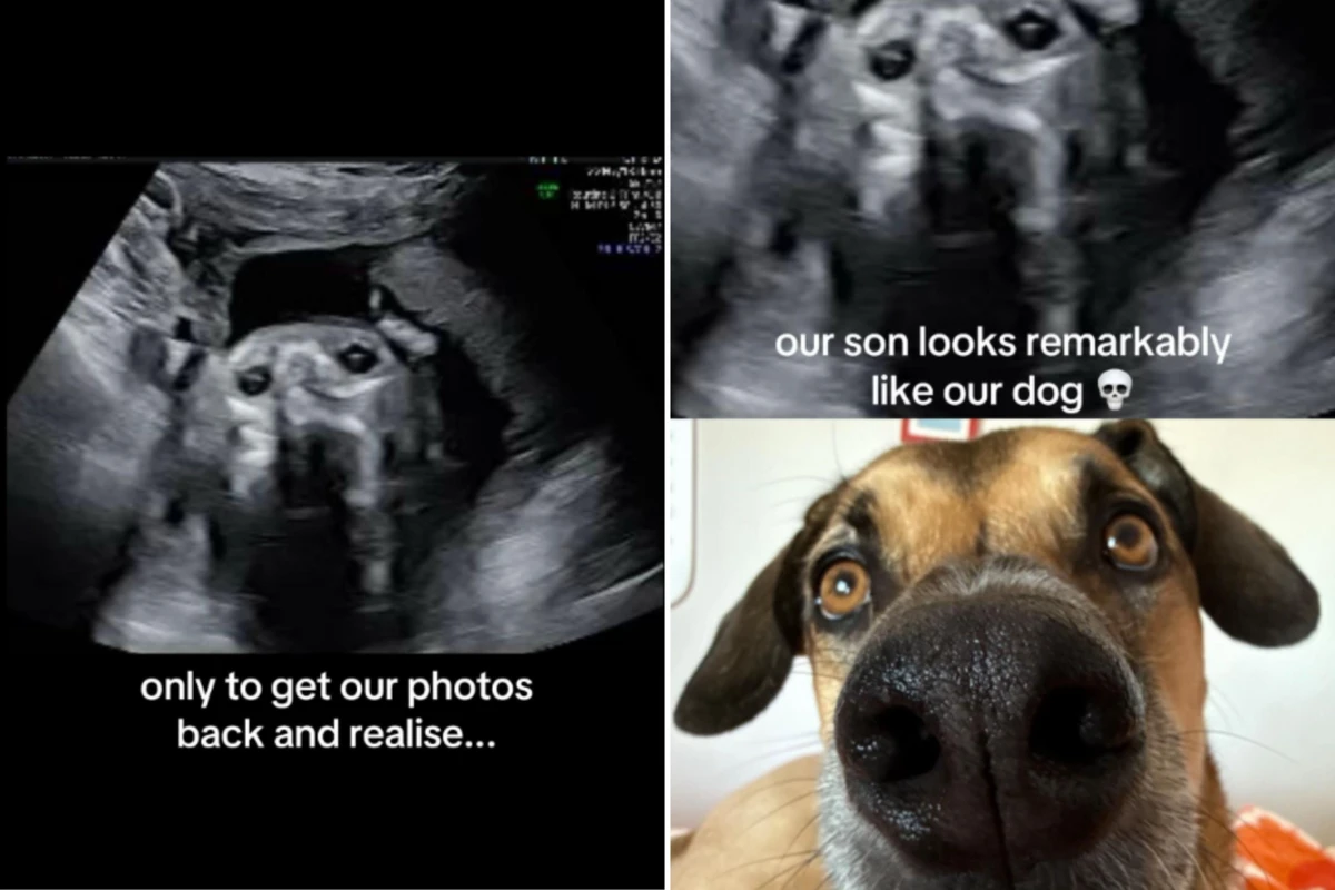 Inês e Goulash por Reprodução/TikTok