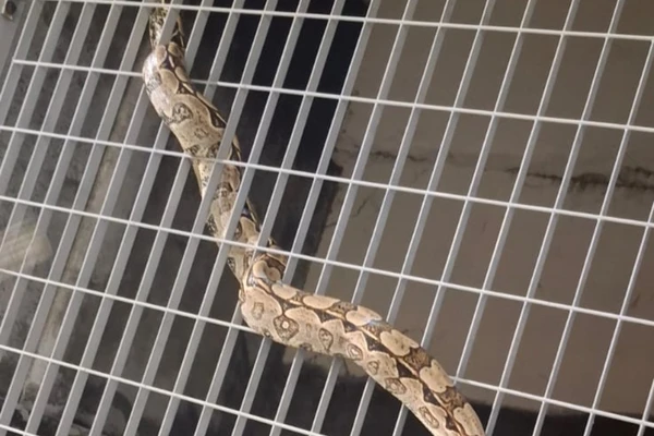Jiboia encontrada no metrô de Salvador é capturada pela PM