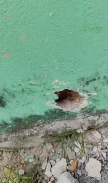 Mulher é vítima de  por Reprodução