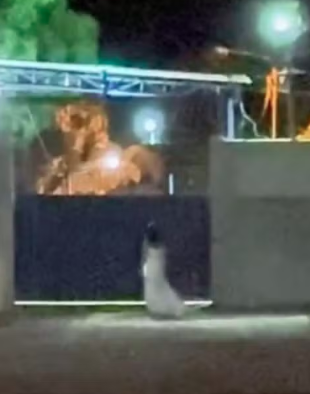 Mulher caminha nas ruas por Reprodução