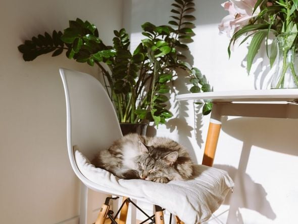 Imagem - 10 nomes perfeitos para gatos dorminhocos