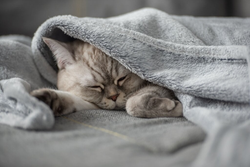 Pipo é uma boa opção de nome para gatos que amam dormir enroscados no cobertor (Imagem: Daniel Chetroni | Shutterstock)