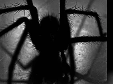 Imagem - “Big Boy”: aranha recém-descoberta tem veneno devastador e força para perfurar luvas protetoras