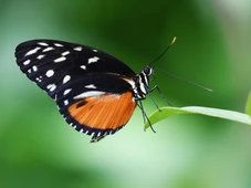 Imagem - Efeito Borboleta: filmes, livros e séries que explicam a ciência da Teoria do Caos