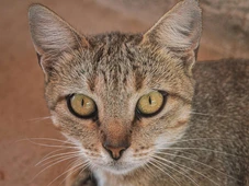 Imagem - Gatos e donos compartilham o 'hormônio do amor': entenda como o vínculo funciona