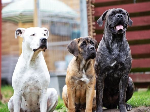 Imagem - 7 diferenças entre os cachorros das raças cane corso e dogo argentino 