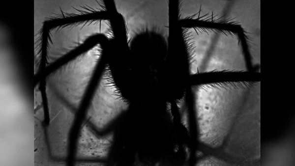 Batizada de Atrax christenseni, a espécie tem veneno mais potente e pode atravessar até luvas de proteção.