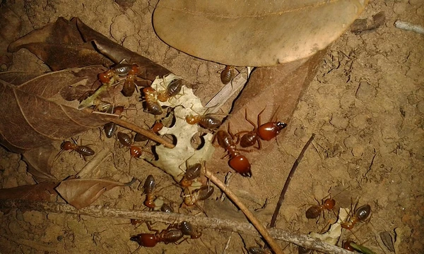 Cupins do tipo Syntermes dirus, de 1 cm, saem à noite em busca de alimentos: folhas secas 