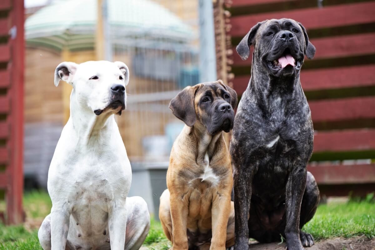 O cane corso e o dogo argentino são cachorros de raças diferentes (Imagem: Benjaminj88 | Shutterstock)