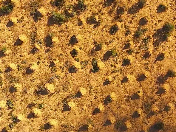 Estudo mostra extensão dos cupinzeiros, ou murundus: área é do mesmo tamanho da Grã-Bretanha