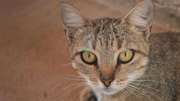 Piscar lento e ronronar: a ciência explica os sinais sutis que seu felino usa para liberar o hormônio do vínculo em você