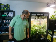 Imagem - Após oito anos, loja pioneira de cultivo urbano de cannabis medicinal fecha as portas em Salvador