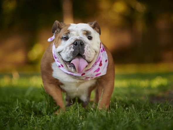 Imagem - 7 raças de cachorro originárias do Reino Unido