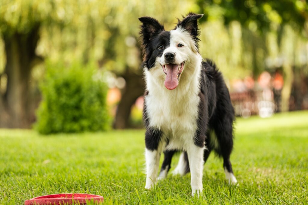 O border collie é considerado um dos cães mais inteligentes do mundo (Imagem: Arnold.Petersen | Shutterstock)