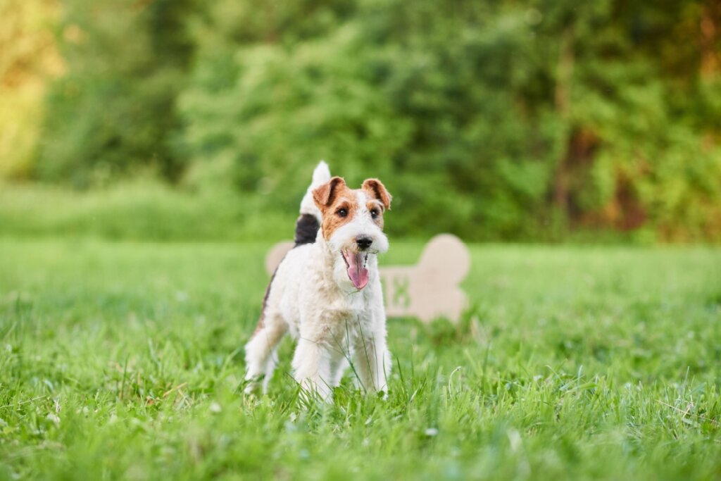 O cão da raça wire fox terrier é corajoso, brincalhão e adora atividades ao ar livre (Imagem: Serhii Bobyk | Shutterstock)