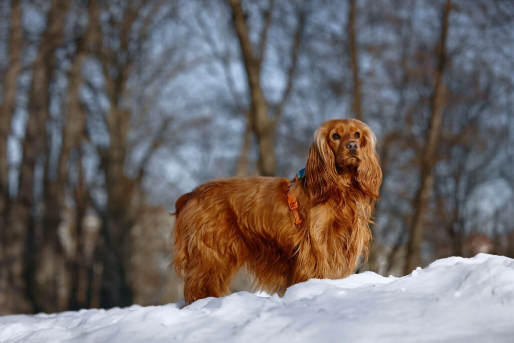 O cocker spaniel inglês é um cachorro enérgico, alegre e muito ligado à família (Imagem: Sherbak_photo | Shutterstock)
