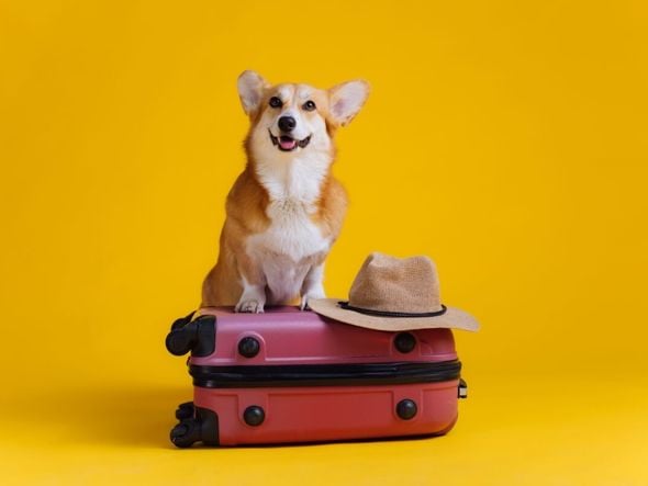 Imagem - 12 dicas para viajar com o pet com conforto e segurança