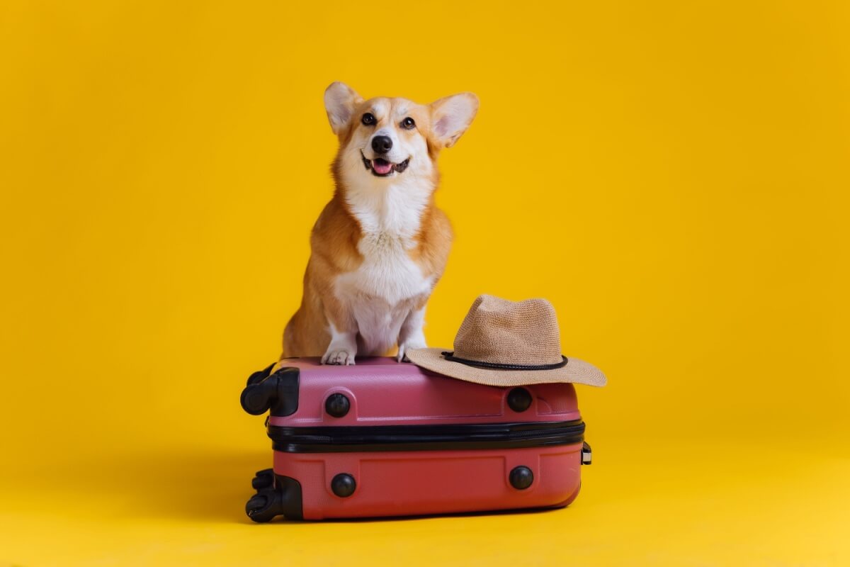 Garantir o bem-estar dos pets é essencial durante as viagens de fim de ano (Imagem: BONDART PHOTOGRA | Shutterstock)