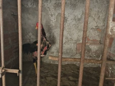 Imagem - Dois homens são presos e mais de 170 galos utilizados de rinha são apreendidos na Bahia