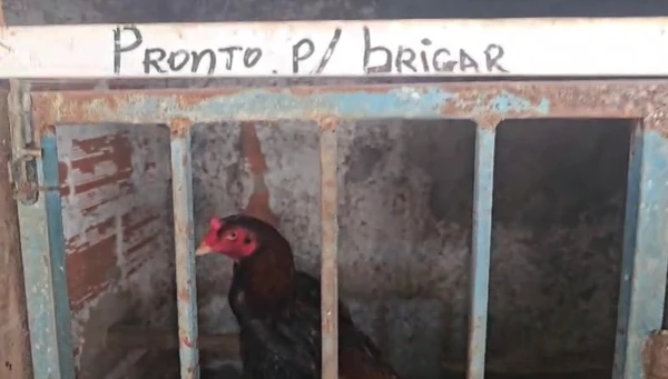 Galos apreendidos em ação na Bahia por Marcela Correia/Ascom PCBA