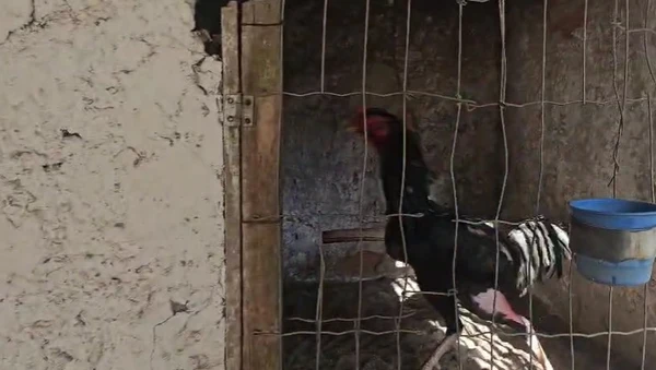 Galos apreendidos em ação na Bahia por Marcela Correia/Ascom PCBA