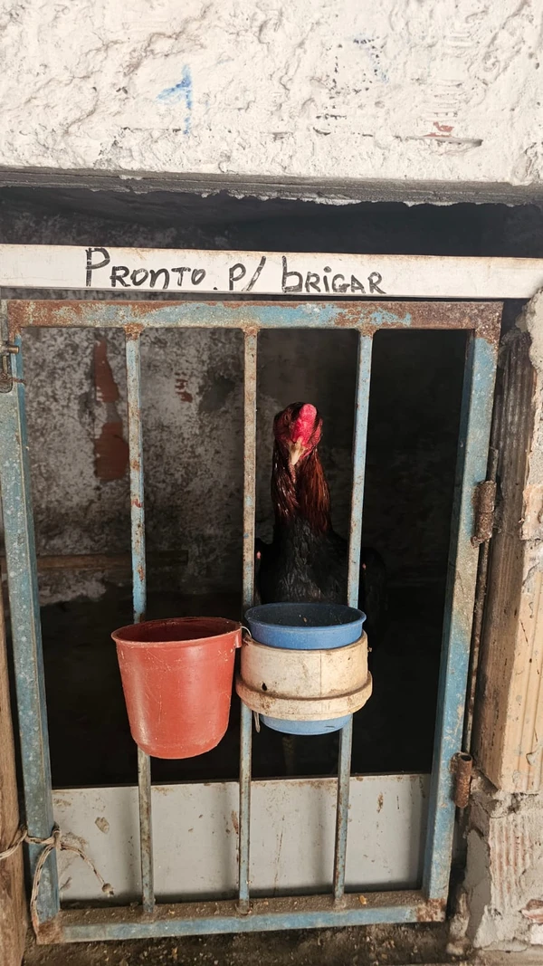 Galos apreendidos em ação na Bahia por Marcela Correia/Ascom PCBA