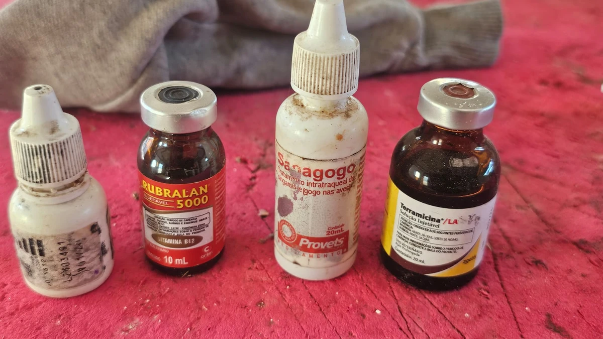 Galos apreendidos em ação na Bahia por Marcela Correia/Ascom PCBA